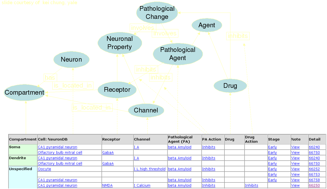 SenseLab Database headings and representation graph