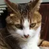 Yuhang Shi's profile picture